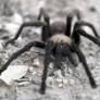 Woman running for U.S. Senate guilty of throwing tarantula at tenant