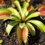 Plants, Aliens, and Aristotle – Mark K. Spencer
