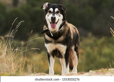 Malamute Husky Crossed With Labrador Labrador Malamute Mix ...
