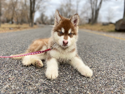 HOT ! Red Alaskan Husky Puppy Red Husky Malamute Siberian ...