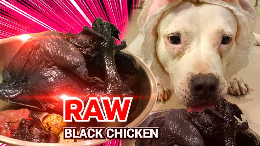 nomyen The Pit Bull eats a Whole ⚫️ RAW BLACK Chicken | EP ...