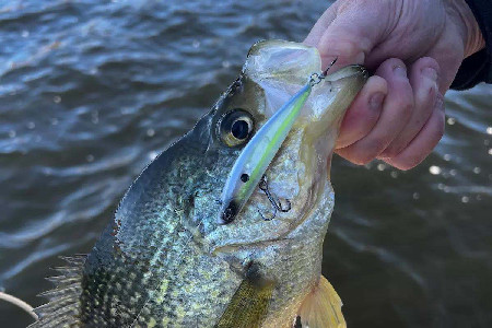 Fall Basin Black Crappie in the NE and Midwest - Game & Fish