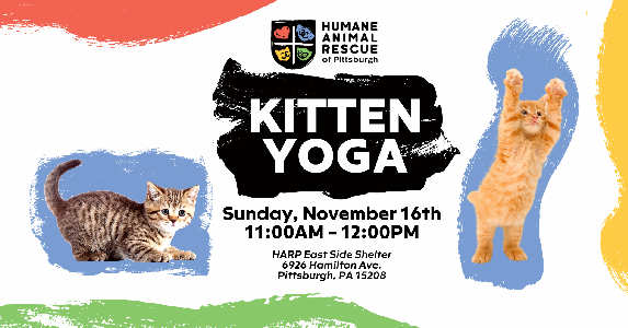 Kitten Yoga - Humane Animal Rescue