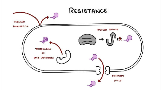 Cephalosporins Made Simple | Generations, Mechanism & Clinical ...