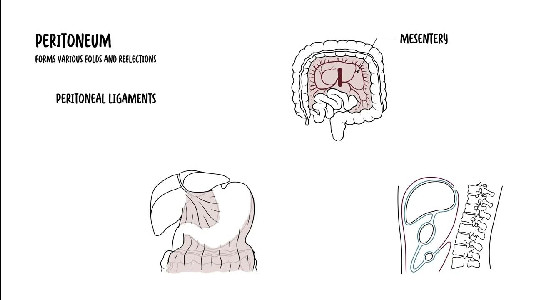 Peritoneum Anatomy - YouTube