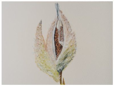 Seeds of Design | by Shobha Vanchiswar