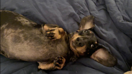 CAN A MINI DACHSHUND BE HYPNOTIZED ? ‍ - YouTube