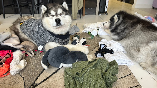 Teddy finds Phil's Jumpers And Recognises His Smell! They Miss ...