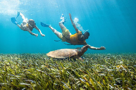 5-in-1 Cancun Snorkeling: Turtles, Reef, Musa, Shipwreck, Cenote