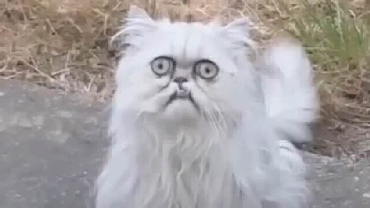 Wilfred Warrior Creepy White Cat A Weird Looking Cat 2025