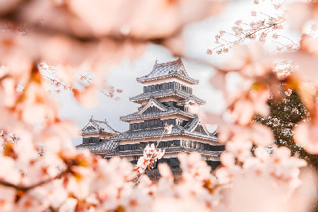 Matsumoto Castle Sakura Season - Loïc Lagarde